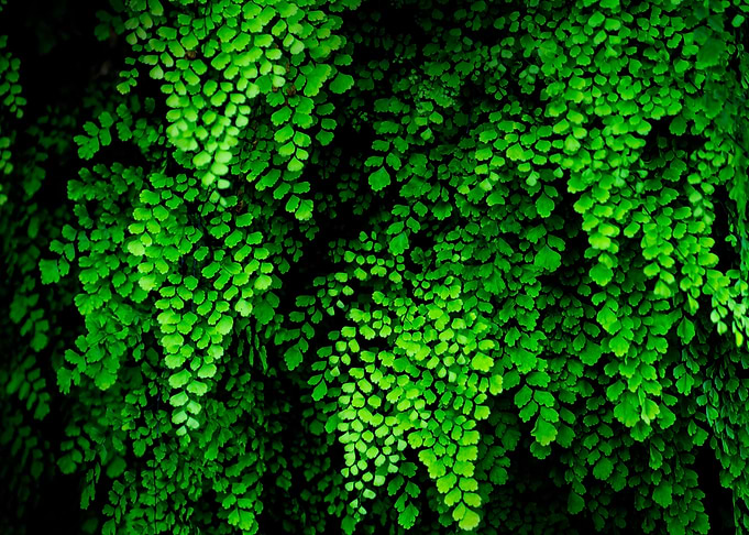 beautiful green fern
