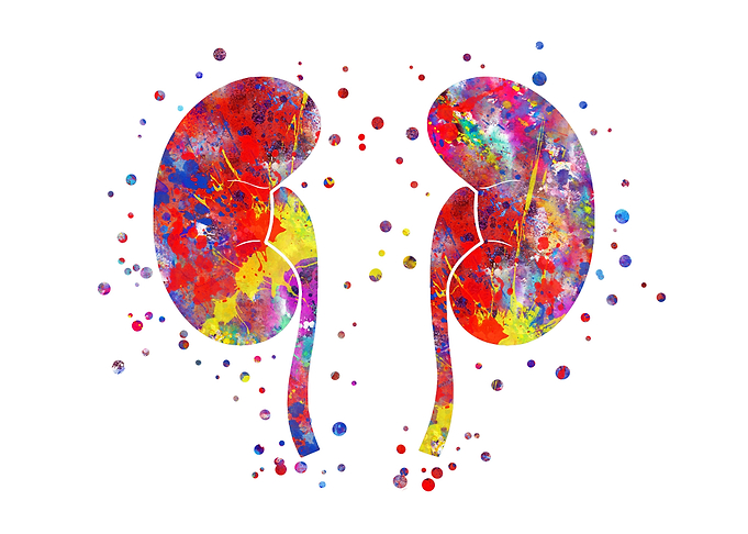 The kidneys anatomy