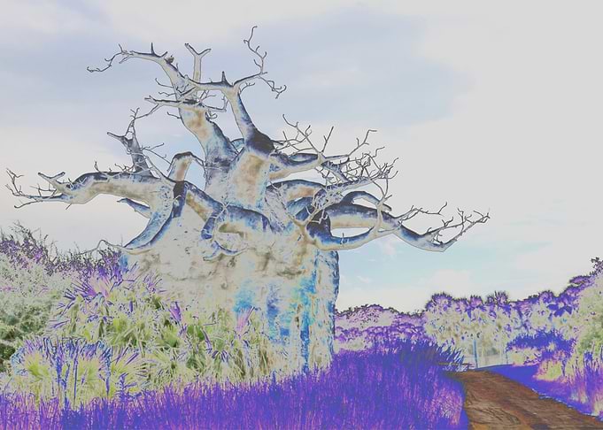 The upside down tree
