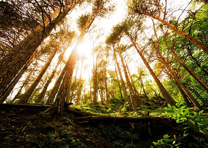 Italian Forests