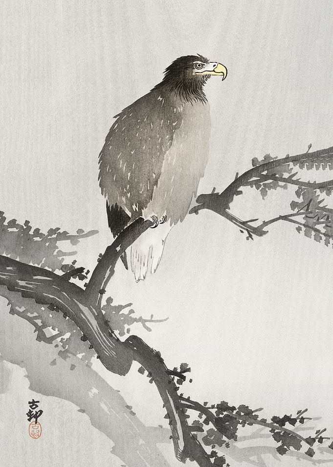 White tailed eagle