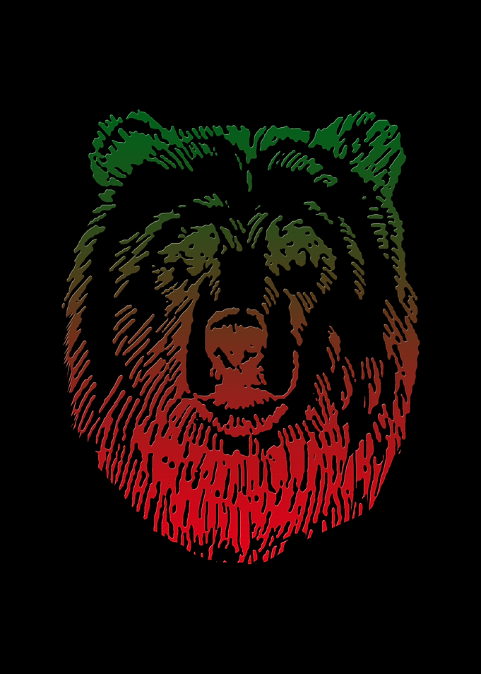 Bear Animal Nature