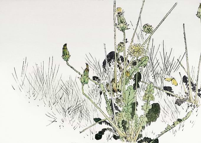 Wild dandelions