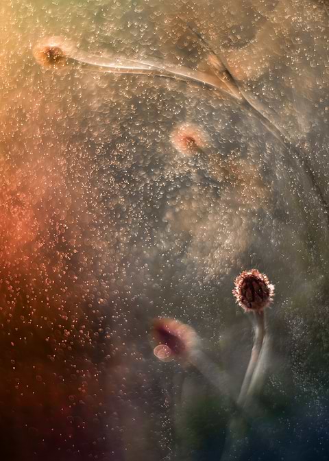 cornflower