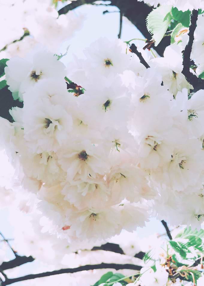 White Cherry Blossom 3