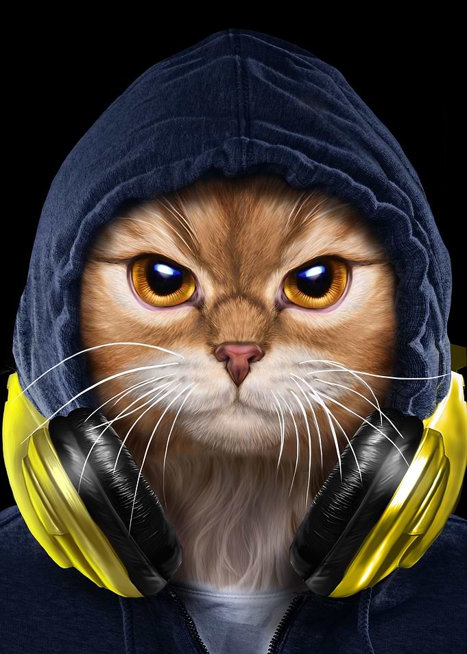 Hip Hop Tabby Cat in Hood