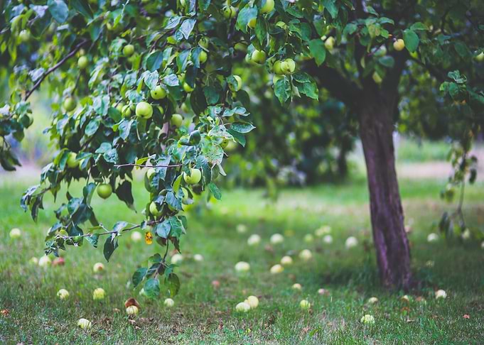 apple green tree