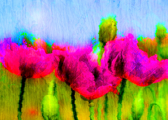 Painted poppies