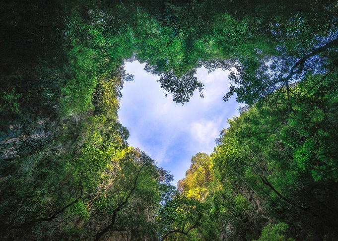 Heart of the rainforest