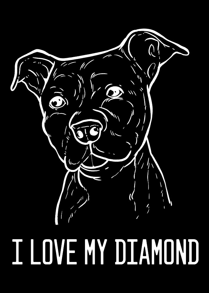 American Pitbull Terrier D