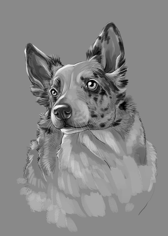 Border collie dog
