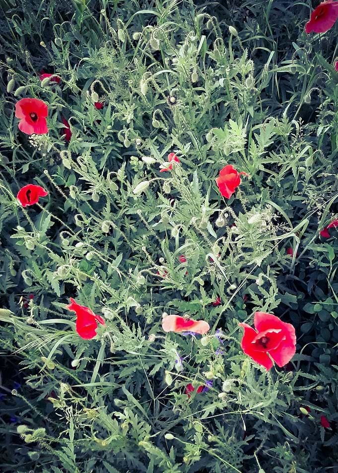 Poppy top view