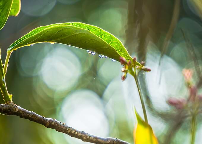 Dew drops