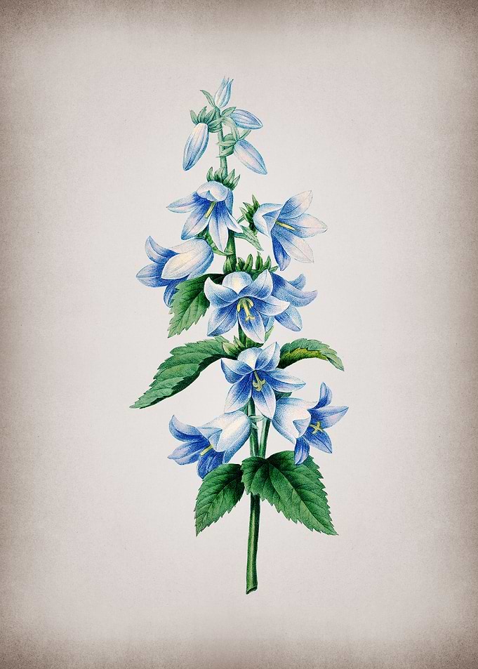 Vintage Bellflowers