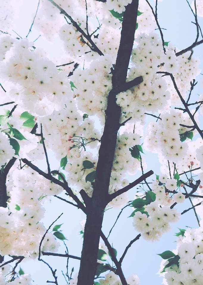 White Cherry Blossom 4