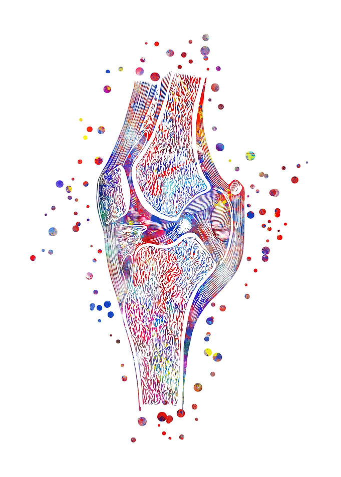 Knee human anatomy