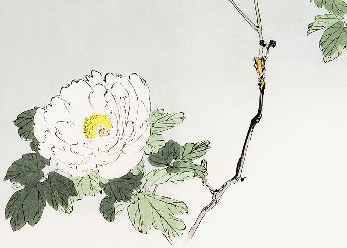 White blossomed flower