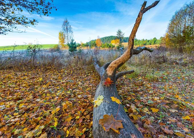 Autumn Autumnal Beautiful