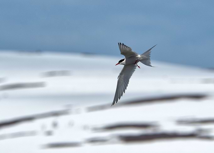 Common Tern