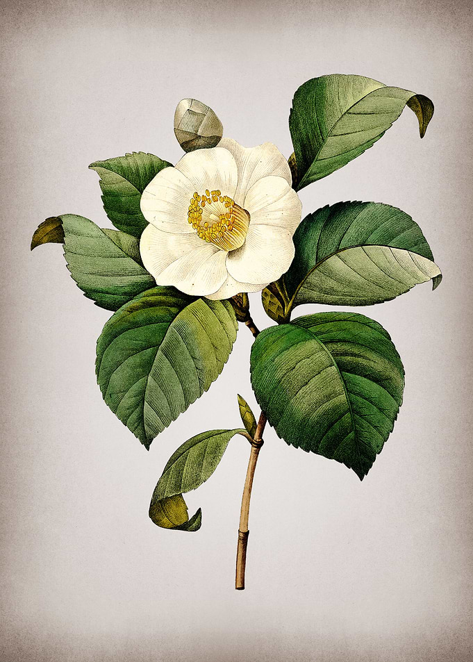 Vintage Japanese Camelia