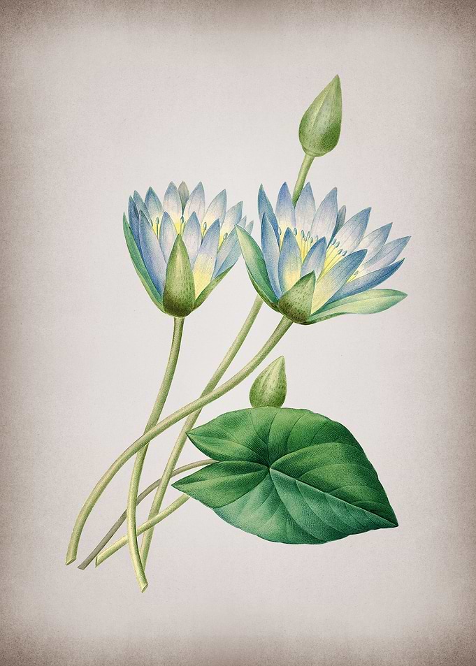 Vintage Egyptian Lotus