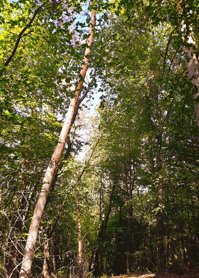 Tree in the forest