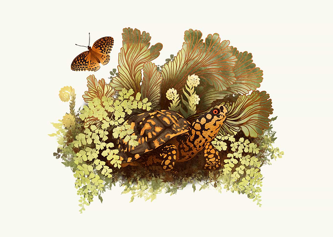 Eastern Box Turtle