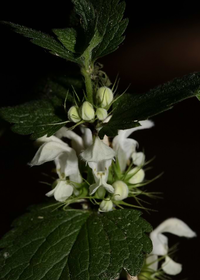 Lamium album lamiaceae