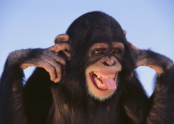 Funny Monkey Face