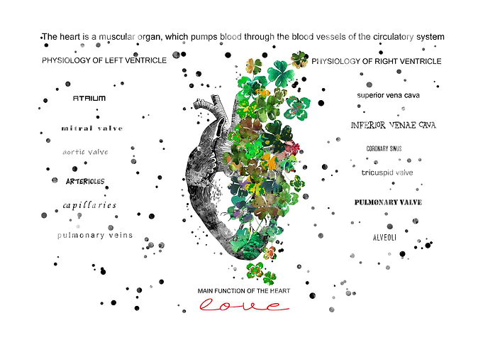 Heart function