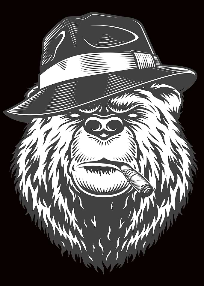 bear bears gangster pet