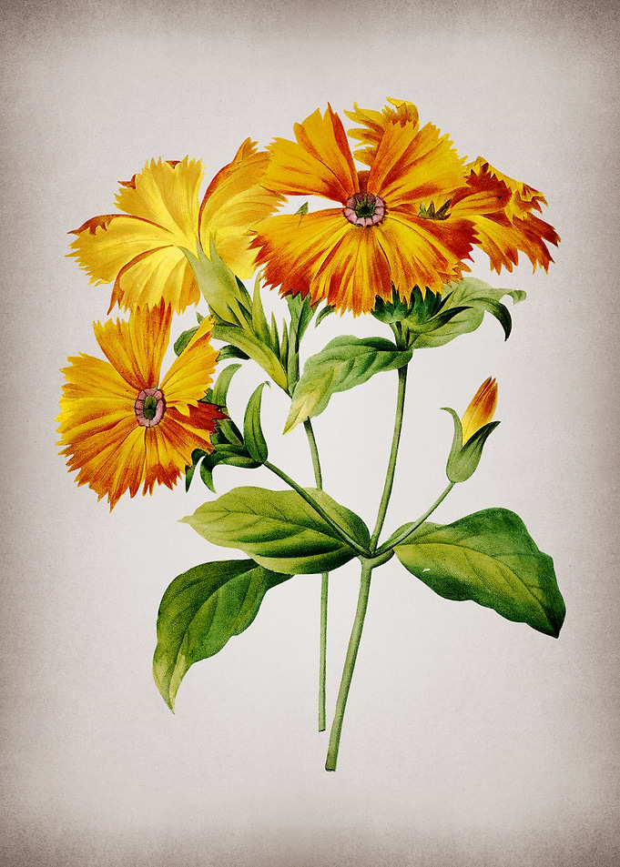 Vintage Grandiflora