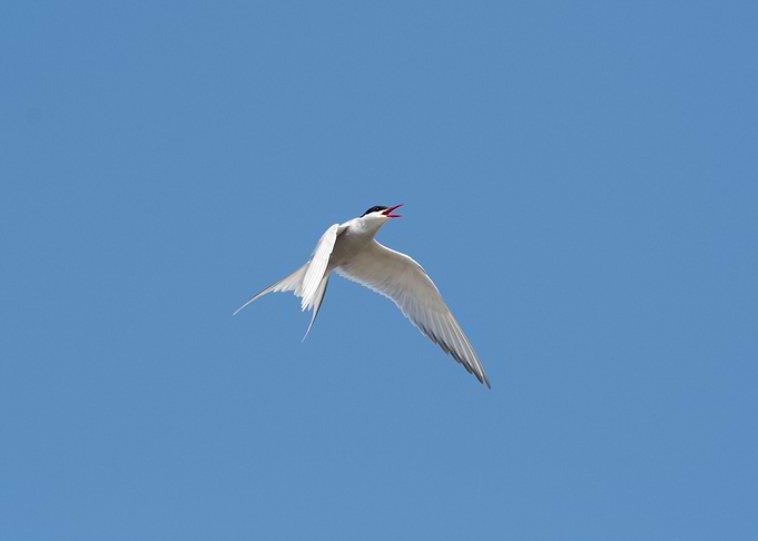 Common Tern