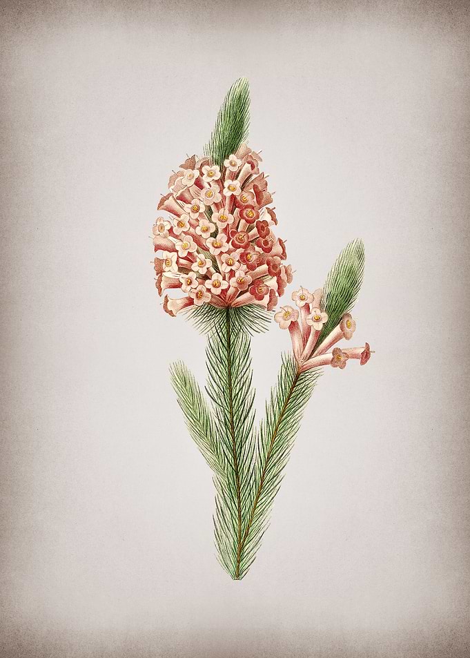 Vintage Heather Briar Root