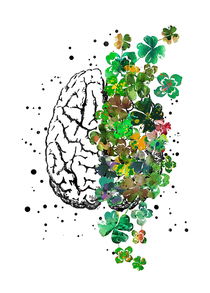 Brain anatomy