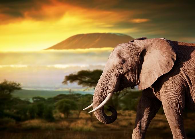 Elephant in Sunset