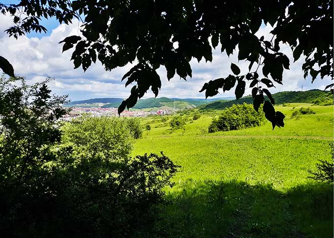 View from the forest