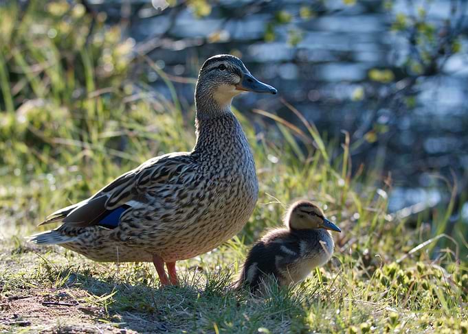 Ducks