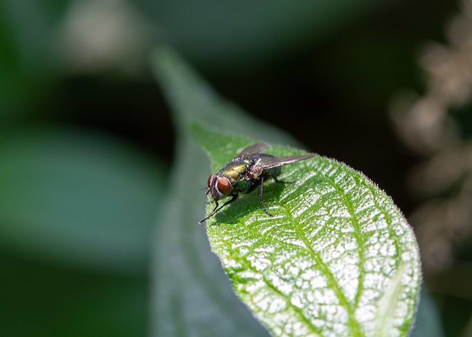 Lucilia sericata commonly