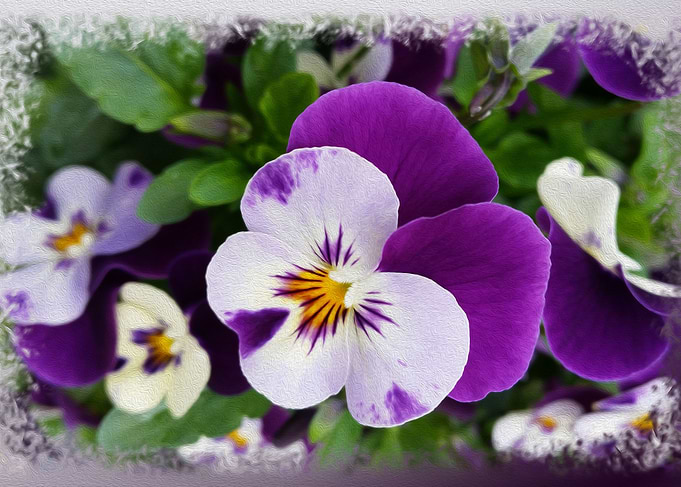 Purple white pansies
