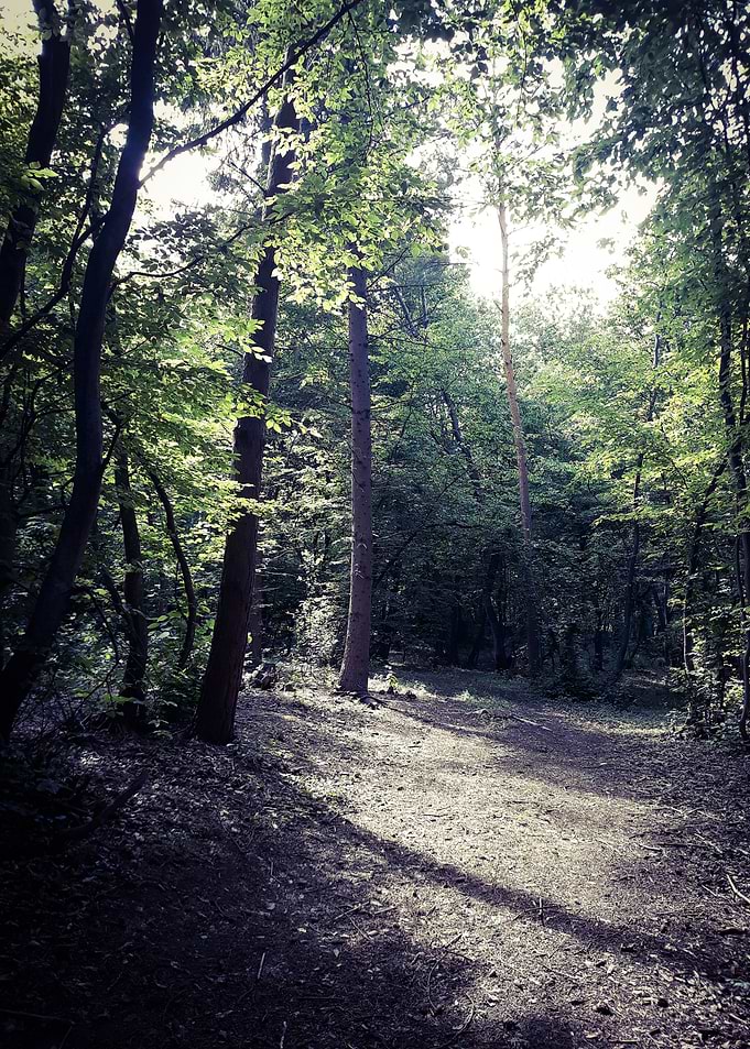 Forest mystery