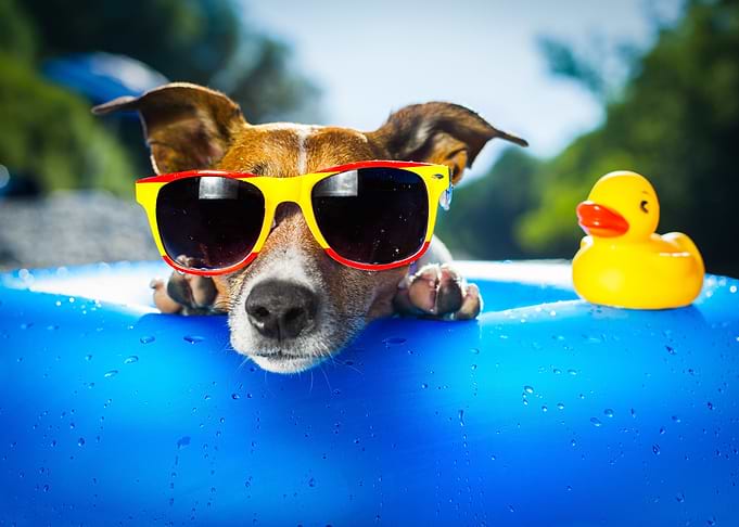 Cool Dog Chilling