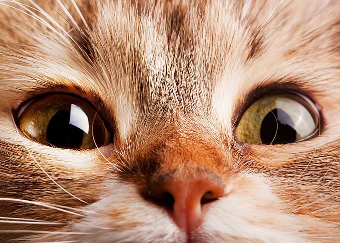 Cats Eyes
