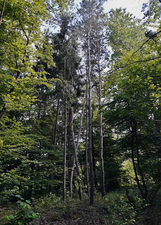 Fresh forest