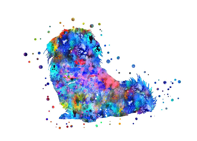 Pekingese