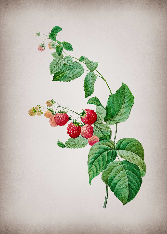 Vintage Red Berries