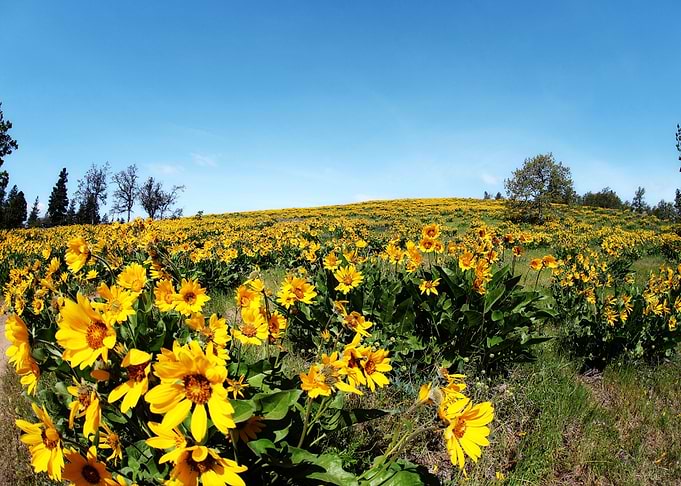wildflower season