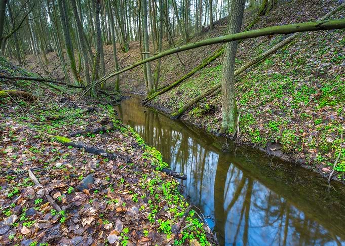 Natural Nature Park Marsh