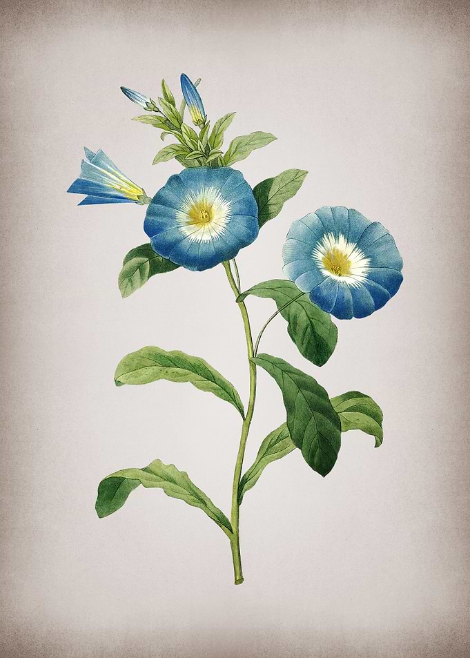 Vintage Field Bindweed