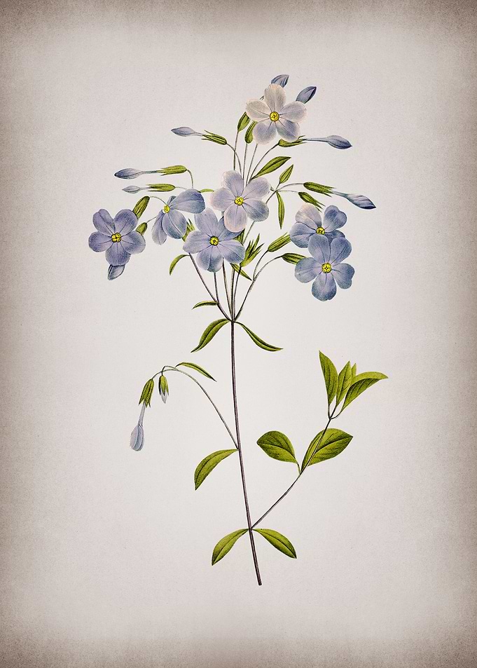 Vintage Phlox